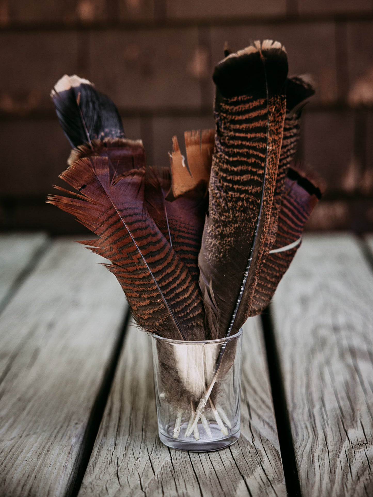 Bronze Turkey Feather