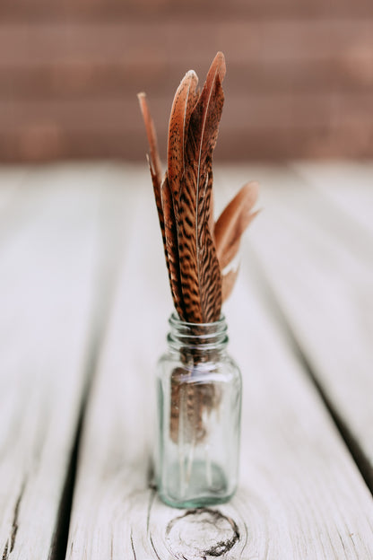 Golden Pheasant Feather