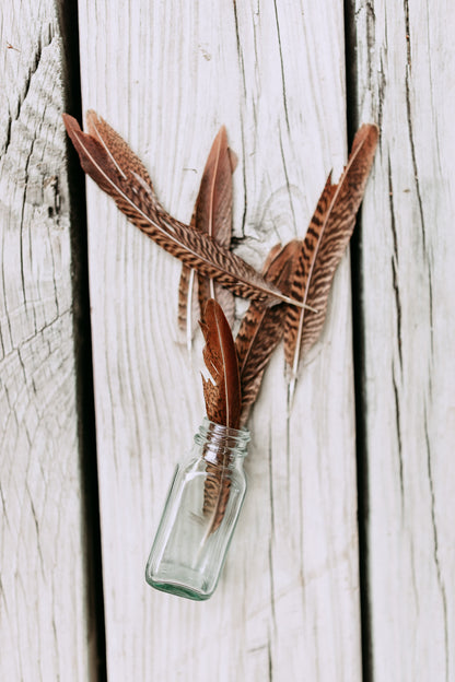 Golden Pheasant Feather