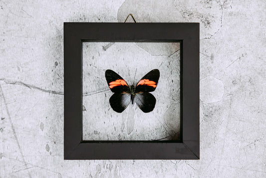 Framed Butterfly Art: Orange and Black Single