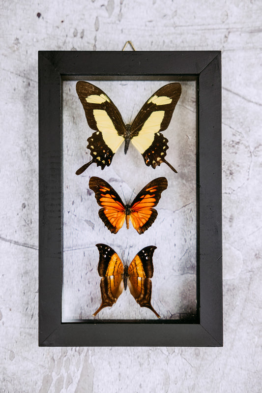 Framed Butterfly Art: 3 Butterfly Variety 694