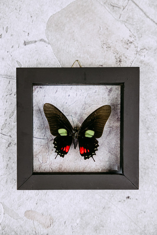 Black Green and Red Single Framed Butterfly Art