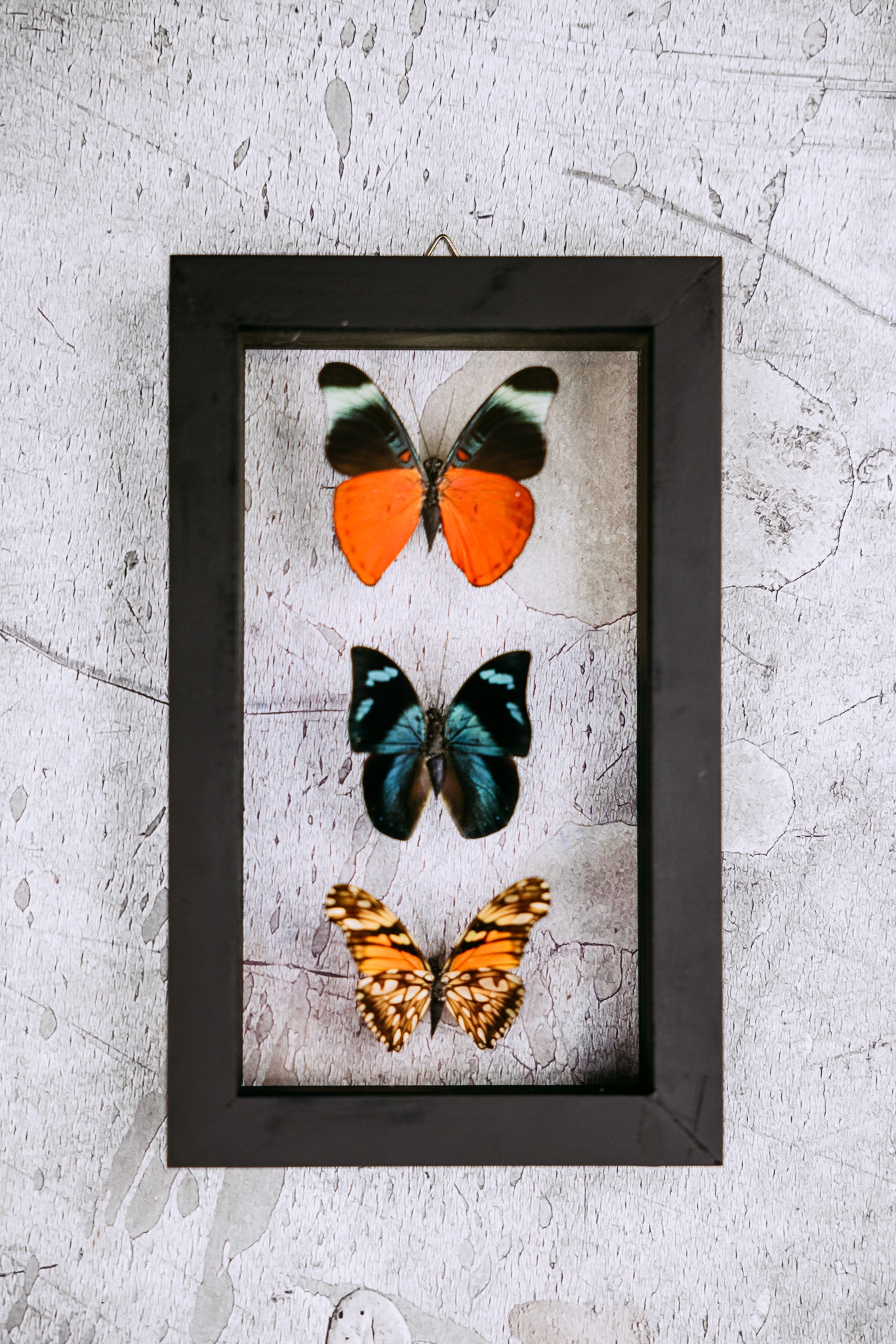 Framed Butterfly Art: 3 Butterfly Variety 418