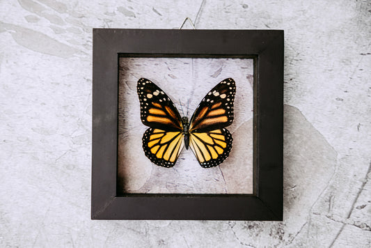 Monarch Framed Butterfly Art