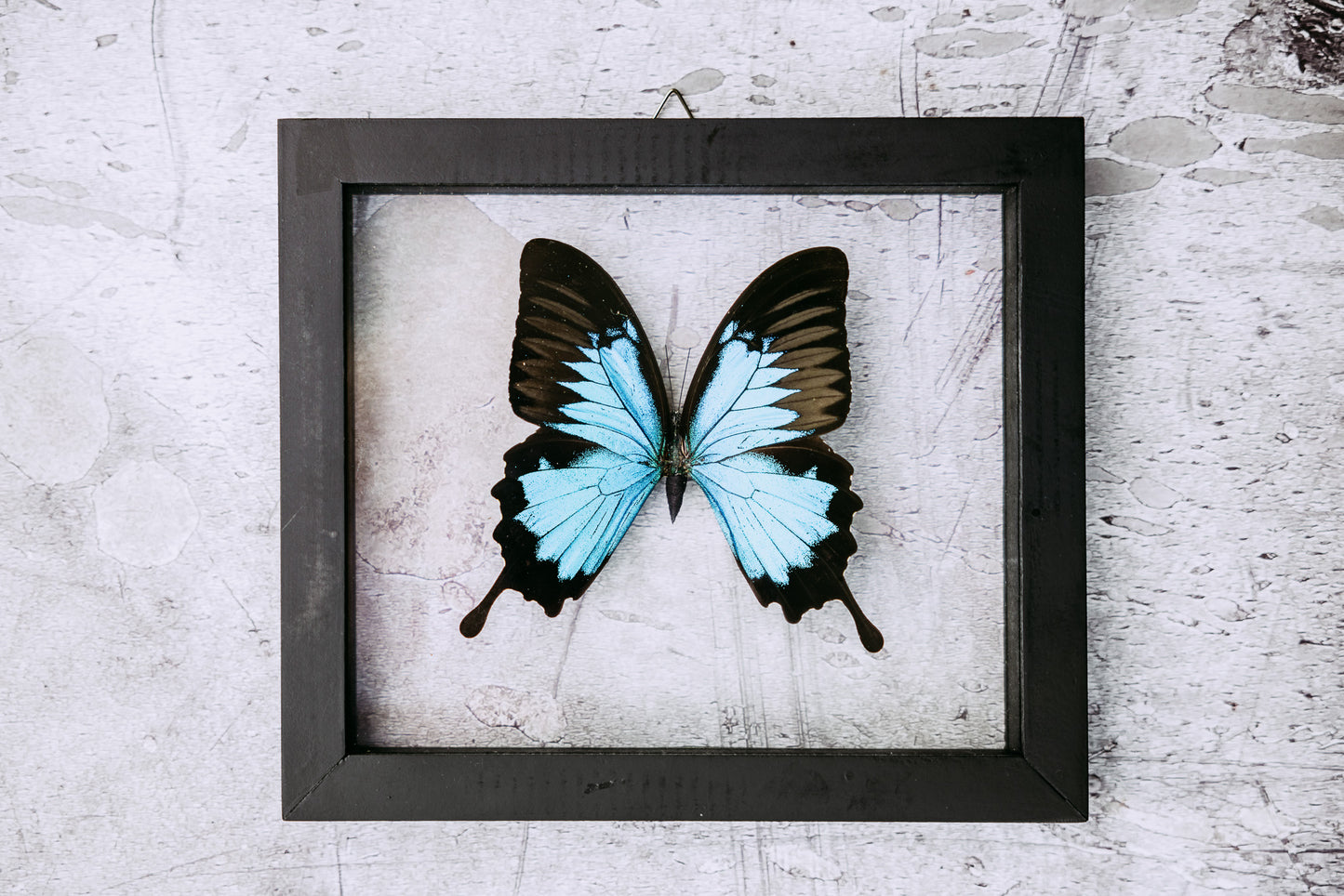 Framed Butterfly Art: Single Teal Butterfly with Tail