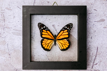 Monarch Framed Butterfly Art