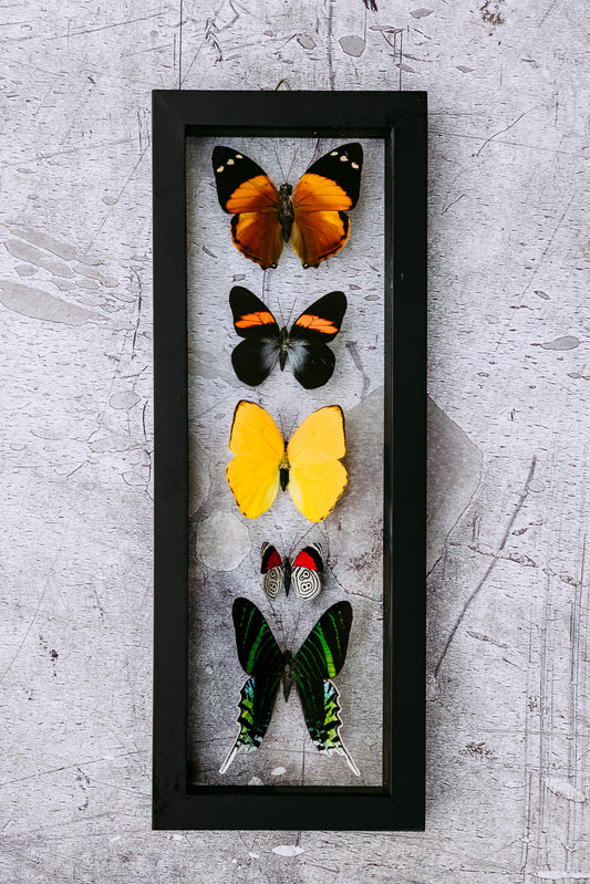 Framed Butterfly Art: 5 Butterfly Variety 92