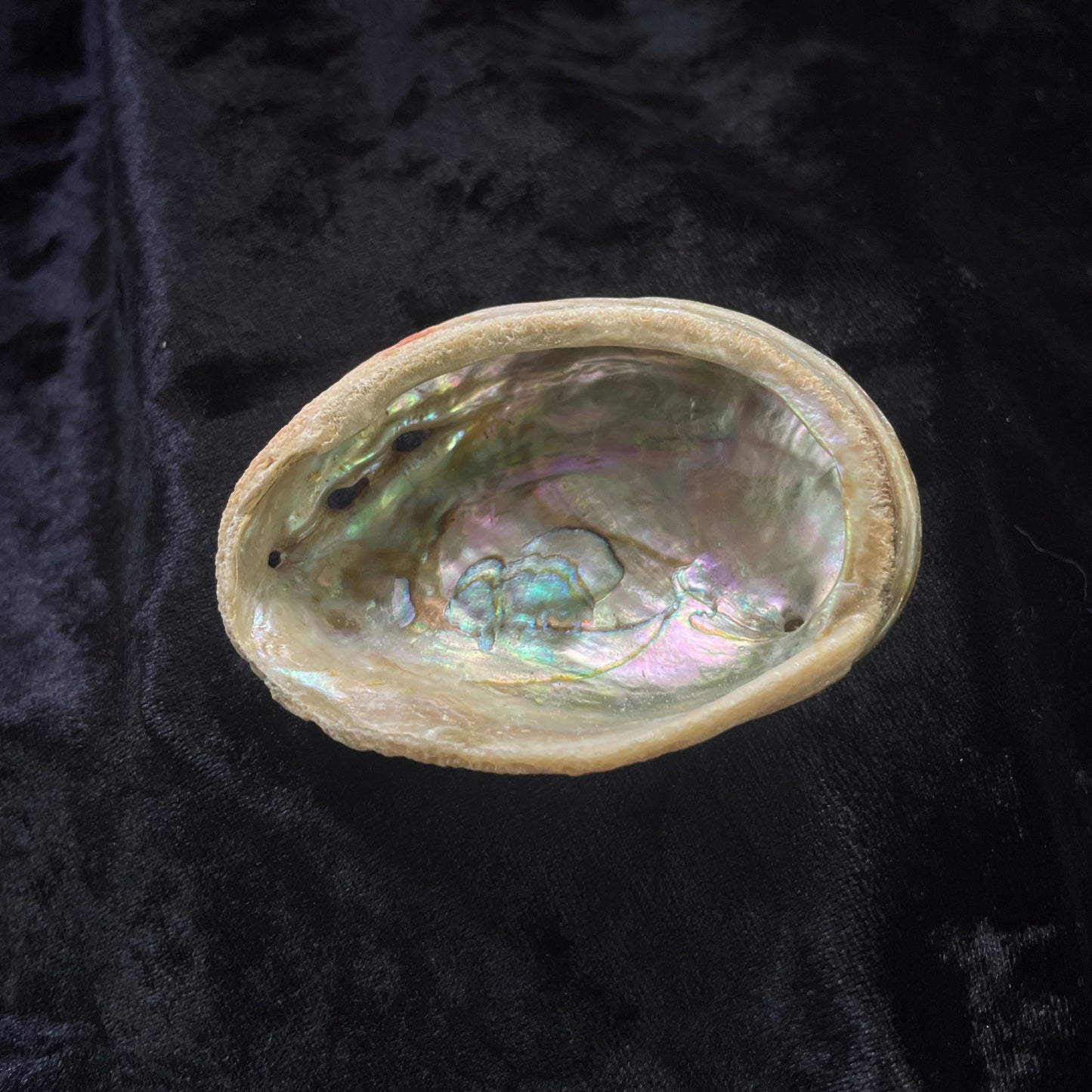 Mini Abalone Shell