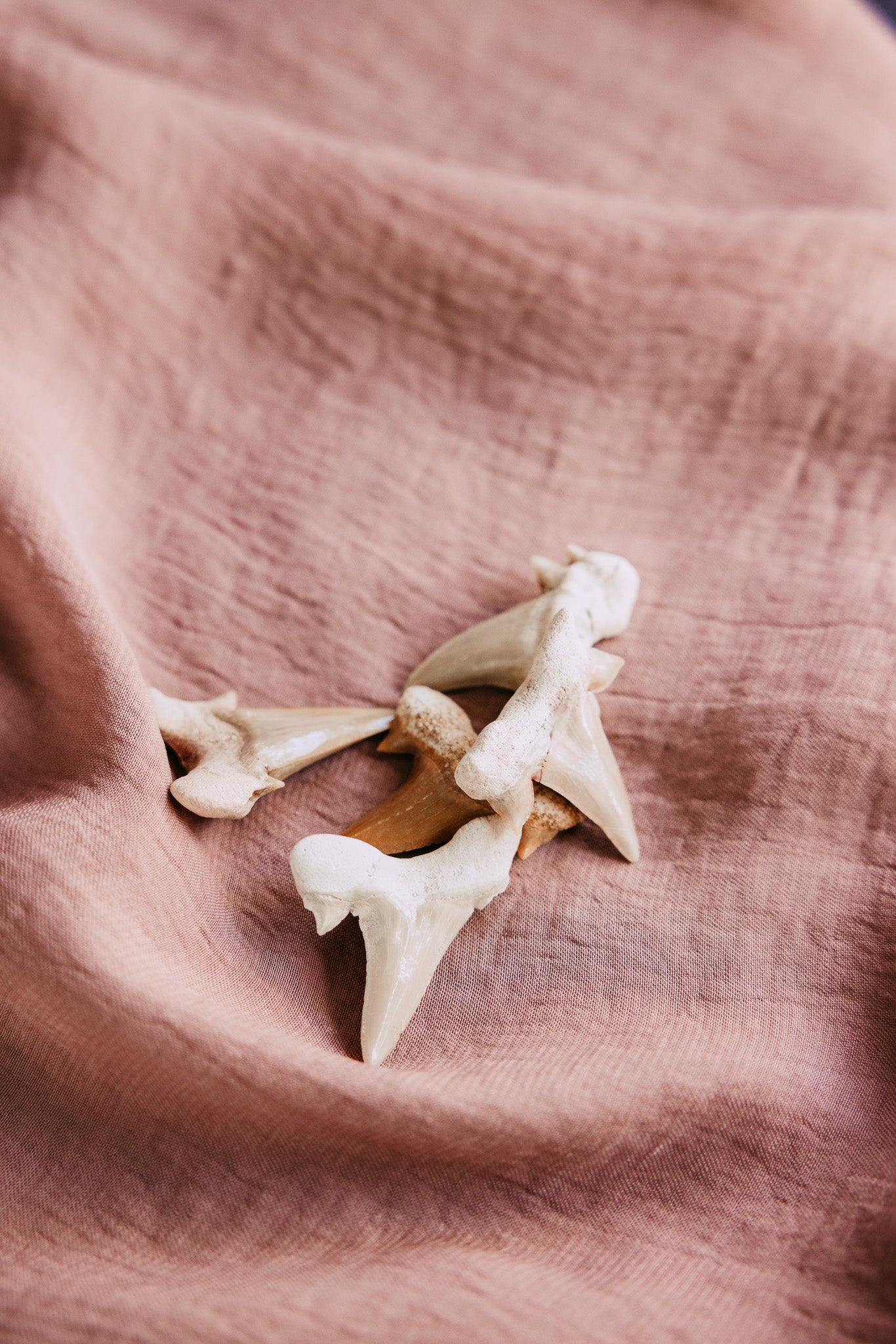 Shark Tooth