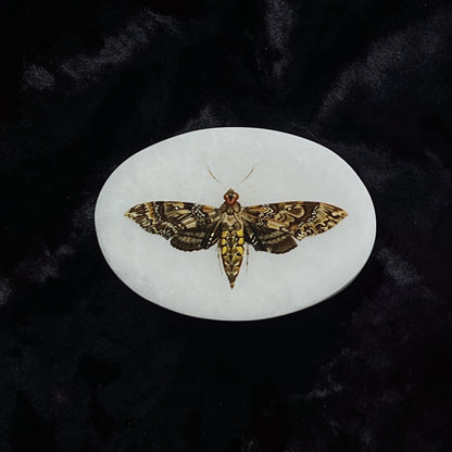 Soap Stone Moth Box