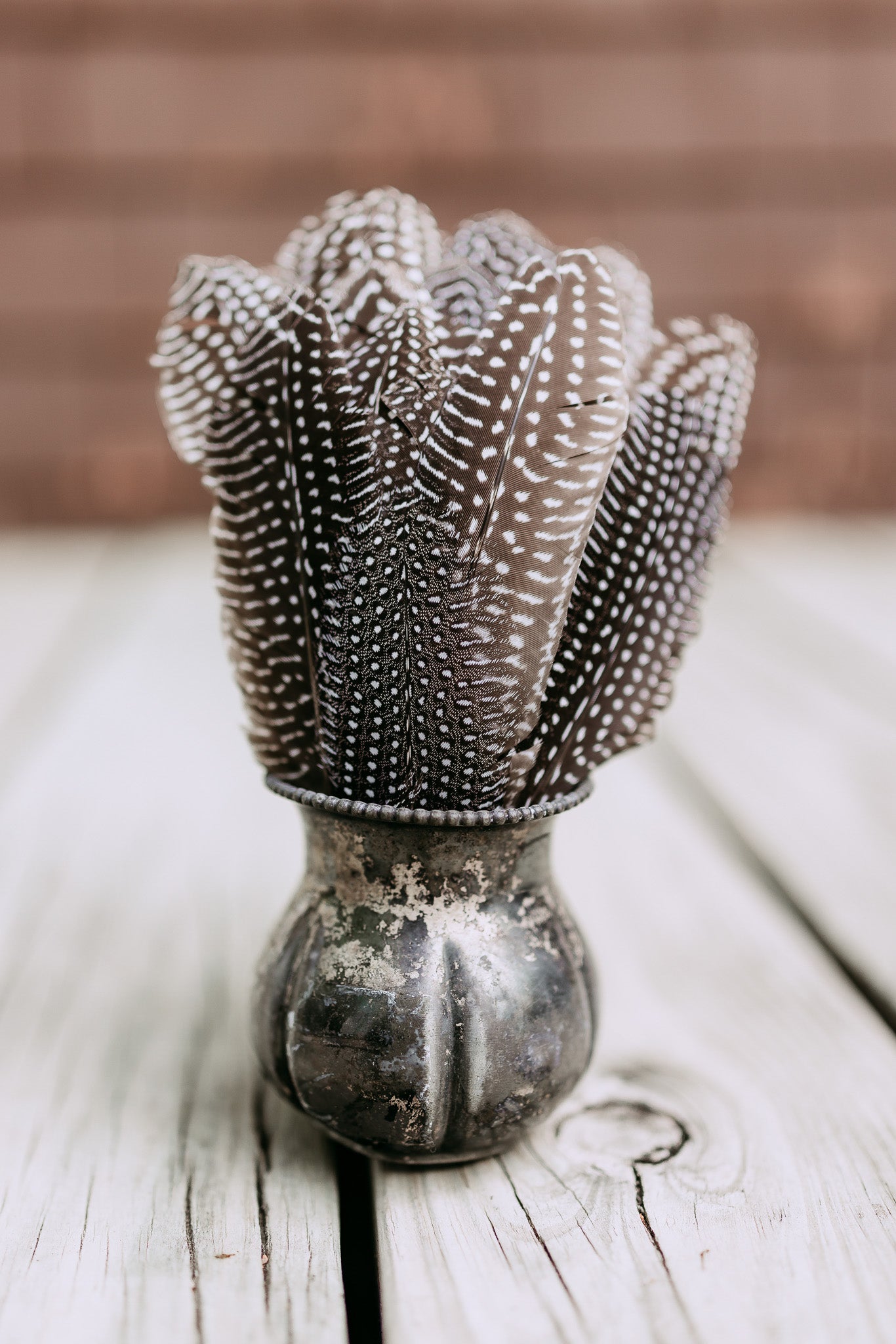 Guinea Hen Feathers